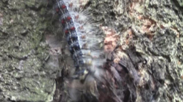 Close up video of beautiful caterpillar in wild natural environment .