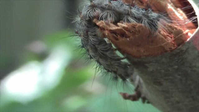 Close up video of beautiful caterpillar in wild natural environment .