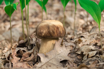 Cep mushroom surrounded by leafs of lily of the valley