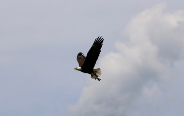 Eagle with Largemouth Bass