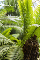 Ogród Botaniczny © prozaque
