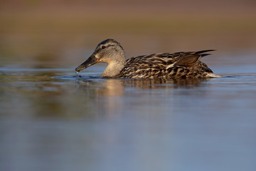 Mallard, Duck, Anas platyrhynchos