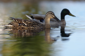 Mallard, Duck, Anas platyrhynchos