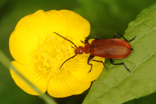 Red-headed Cardinal Beetle, Pyrochroa serraticornis