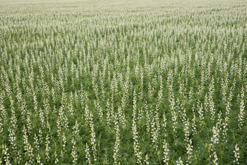 Wilde Lupinen