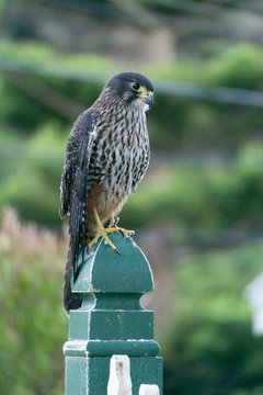 Falco novaeseelandiae, New Zealand Falcon