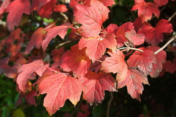 Autumn leaves of the Snowbal tree