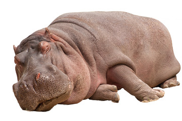 Sleeping hippopotamus isolated on white background