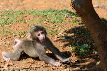 Cute baby Japanese macaque monkey learning to crawl