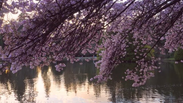 Japanise Sakura blossom near pond in the evening 