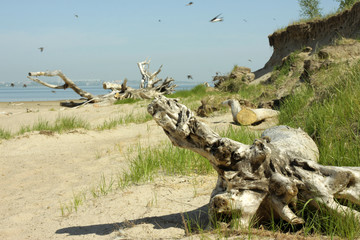 Beach, sand, wood, Driftwood, swallow, bird, cliff