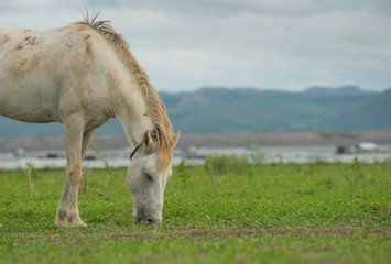white horse on a green field and blue sky
