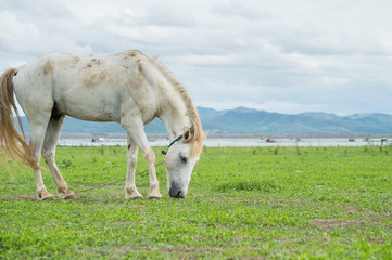 white horse on a green field and blue sky