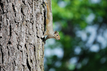 squirrel on the tree trunk searching for food