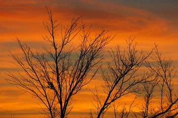 tree silhouette in dusk sky