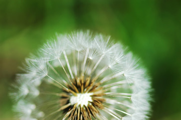 closeup on dandelion against green lawn background