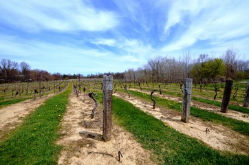Obraz premium Rows of grapevines in the early spring season