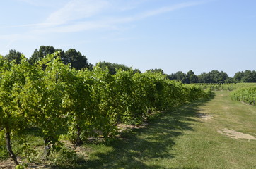 Fototapeta na wymiar Vineyard rows of grapes in the summer sun