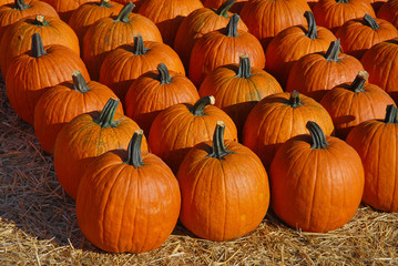 pumpkin harvest and arranged on the ground