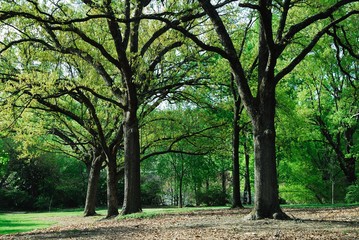 green trees in the woods in the park