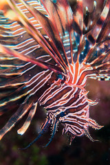 Lionfish