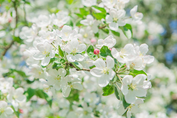 Blooming apple tree