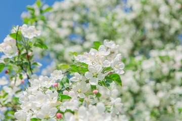 Blooming apple tree