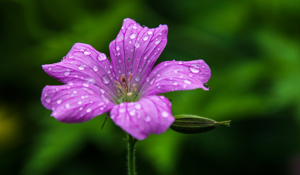 Violettes Veilchen