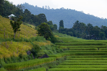 Fototapeta na wymiar Green Terraced Rice Field at Ban Pa Bong Peay in Chiangmai, Thai