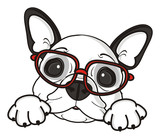 Bow Blue Glasses Boy Dog French Bulldog Breed