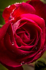 Drops on a red rose.