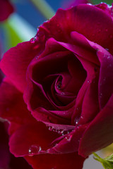 Fototapeta na wymiar Beautiful red rose with water drops.
