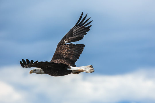 Spread Eagle Open Wings Fishing