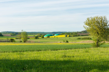 Naklejka premium Rapsfeld