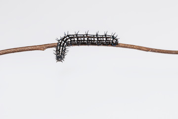 Caterpillar of Autumn Leaf butterfly (Doleschallia bisaltide)