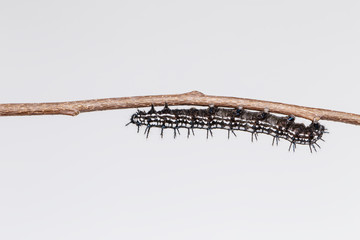 Caterpillar of Autumn Leaf butterfly (Doleschallia bisaltide)