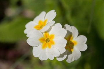 white primrose closeup
