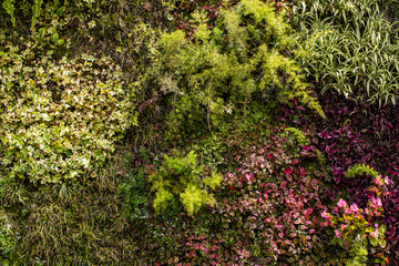 Vertical garden with different plants on a wall