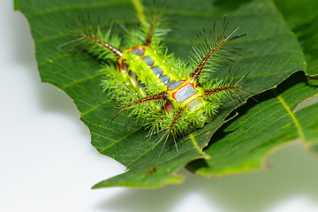 Naklejka premium Stinging nettle slug caterpillar , phocoderma velutina moth