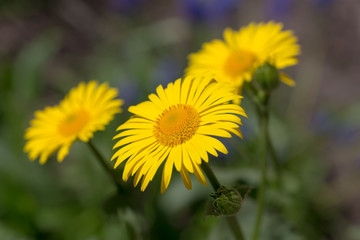 doronicum flowers in the spring