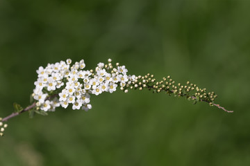 spiraea on green background