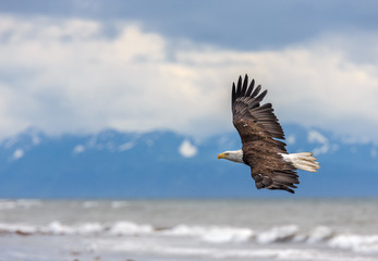 Fototapeta premium Spread Eagle Open Wings Fishing