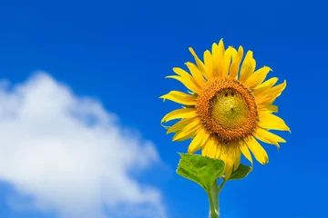 Papier Peint Lavable Tournesol Beautiful colorful sunflower blooms , sunflower with clouds and blue sky