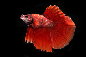 Fototapeta premium Capture the moving moment of red siamese fighting fish isolated