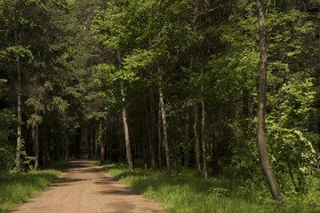 Дорога в лесу. Солнечный  летний день.