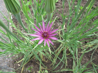 Blühende Haferwurzel, Tragopogon porrifolius
