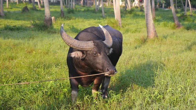 Large Buffalo Grazing in Green Field in Sunrise Light