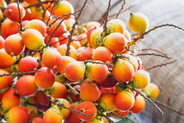 Catechu Areca Nut / Catechu Areca Nut Mature Ripe On Tree.