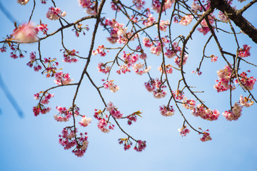 Beautiful sakura or cherry blossom in Ueno park