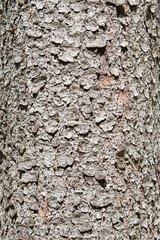 Fichtenrinde, Fichtenstamm, Picea